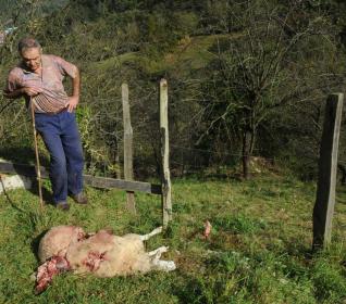 El lobo ataca en Lloreo, a cien metros del pueblo de Les Cuestes 